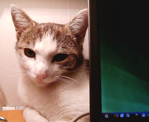 Kočka u počítače